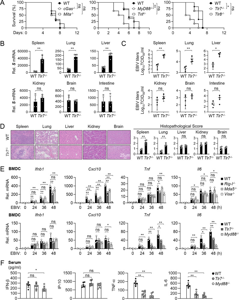 Fig 4