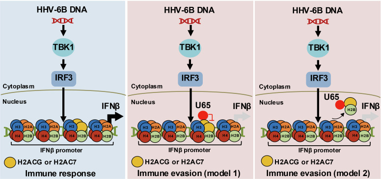 Fig 7