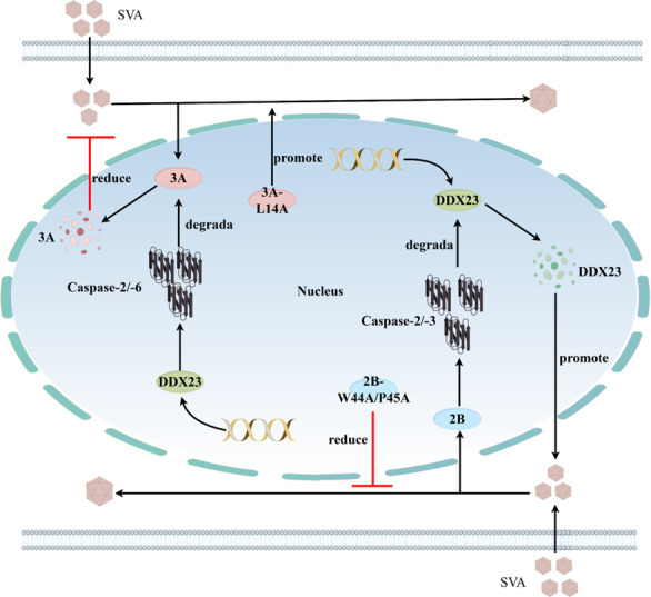 Fig 11