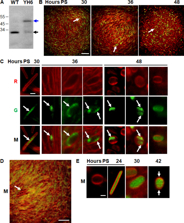 Fig 3