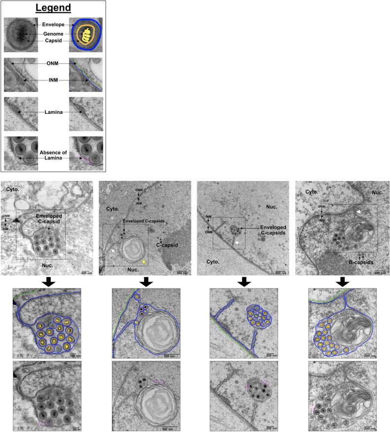 Fig 5