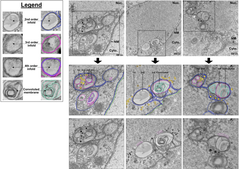 Fig 6