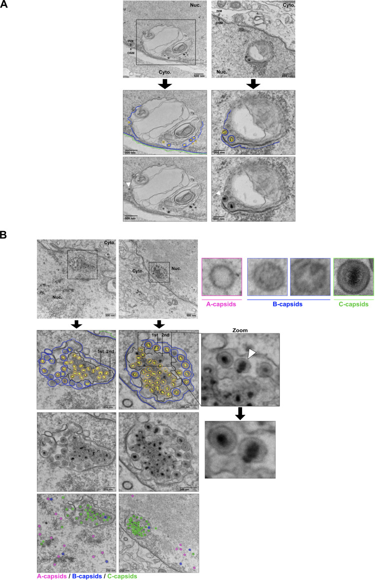 Fig 8