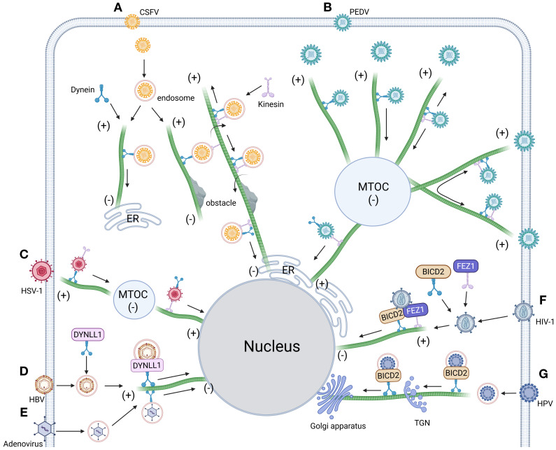 Figure 4