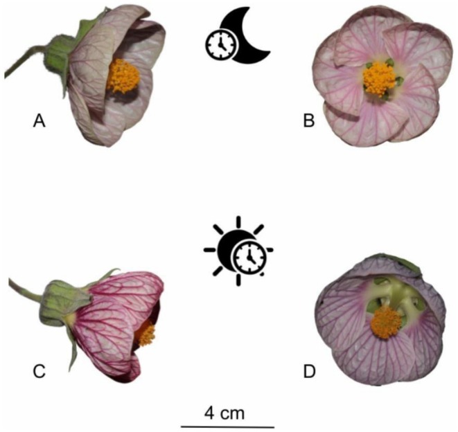 FIGURE 1