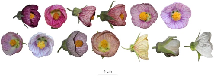 FIGURE 4