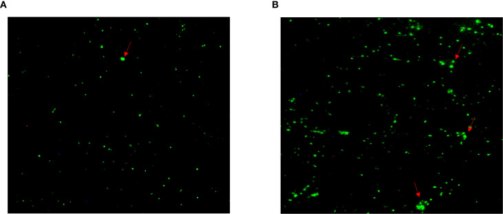Figure 4