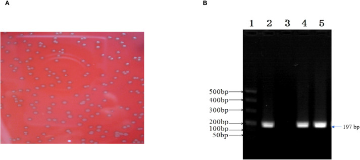 Figure 5