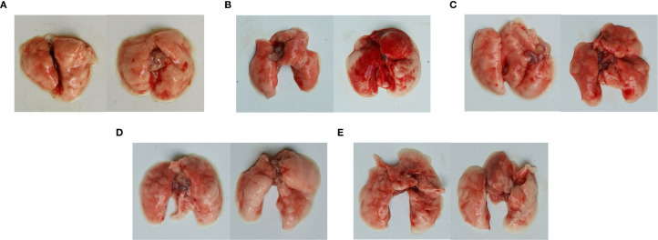 Figure 7
