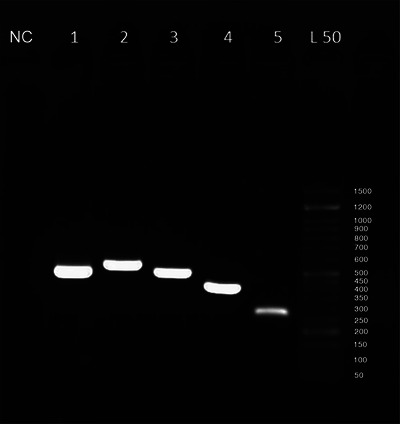 FIGURE 1