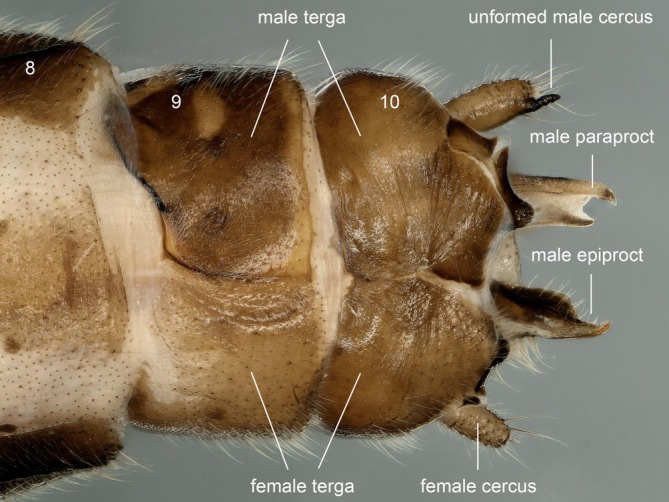 FIGURE 8