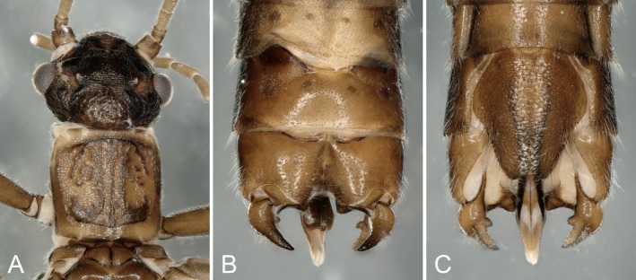 FIGURE 1