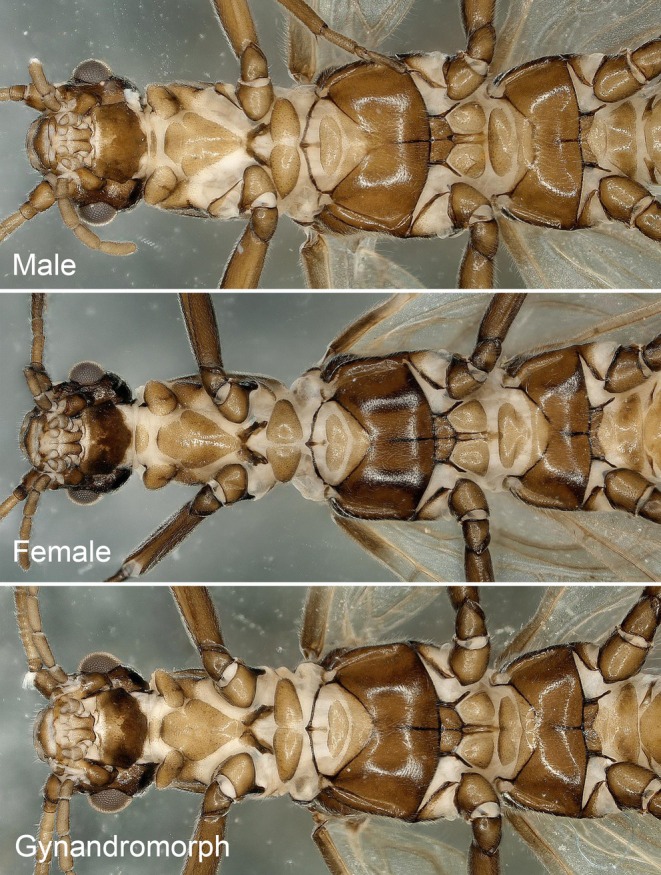 FIGURE 5