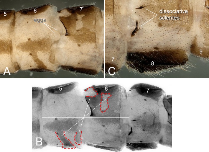 FIGURE 7