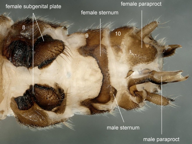 FIGURE 9