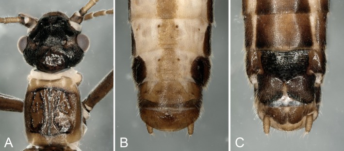 FIGURE 2