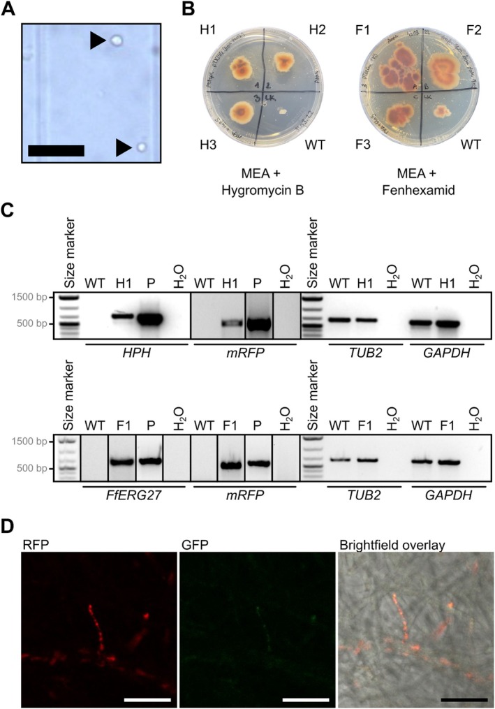FIGURE 6