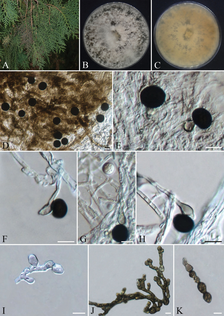 Figure 9