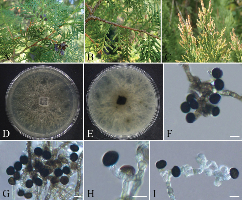 Figure 14