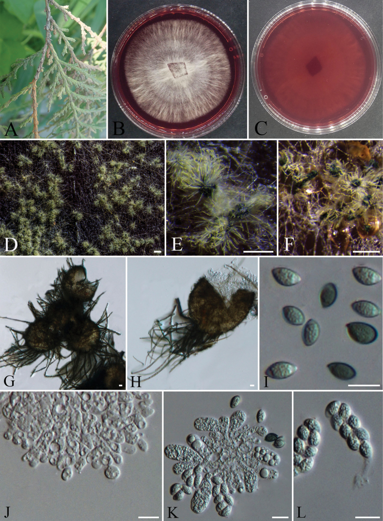 Figure 18