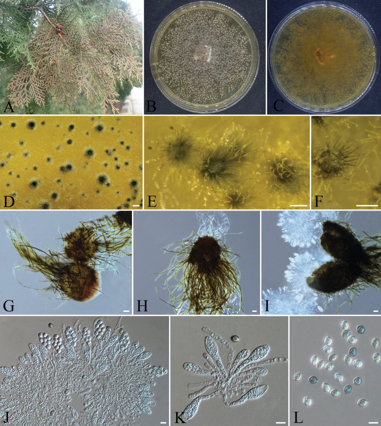 Figure 19