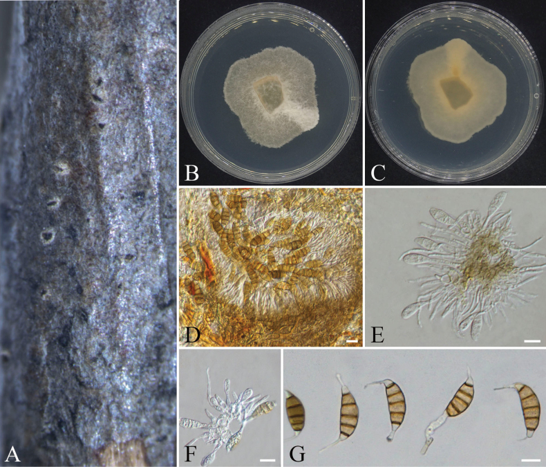 Figure 20