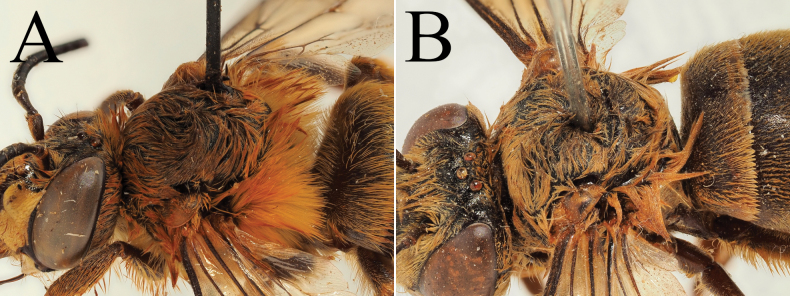 Figure 31