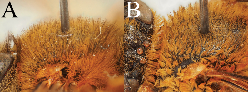 Figure 32