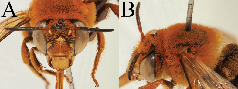 Figure 33