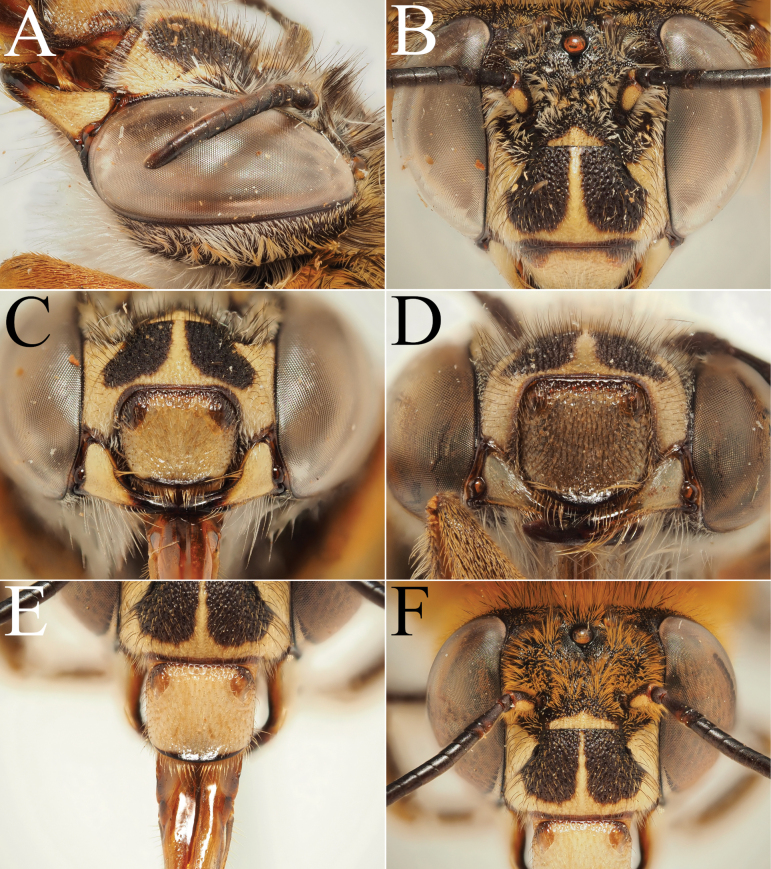 Figure 34