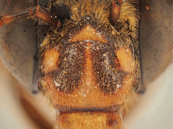 Figure 35