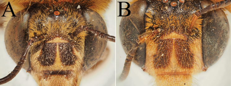 Figure 36