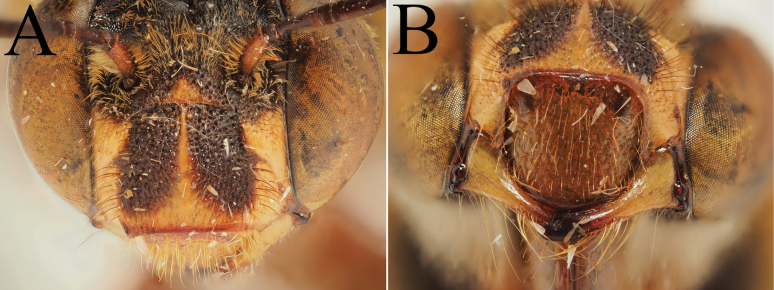 Figure 37