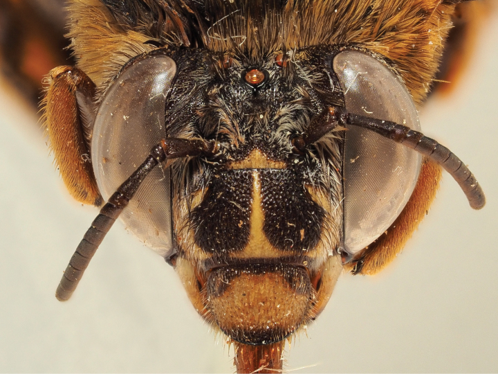 Figure 38