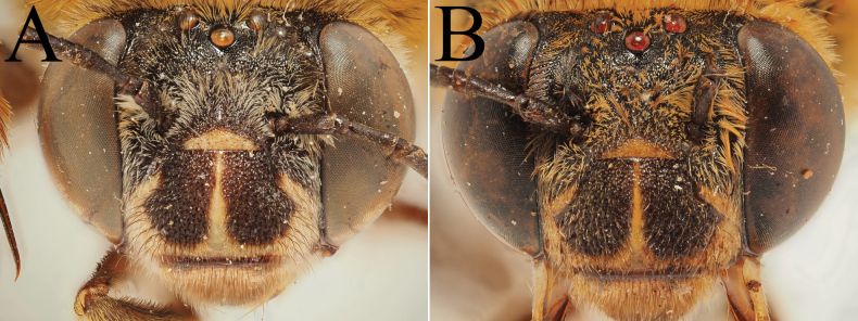 Figure 39