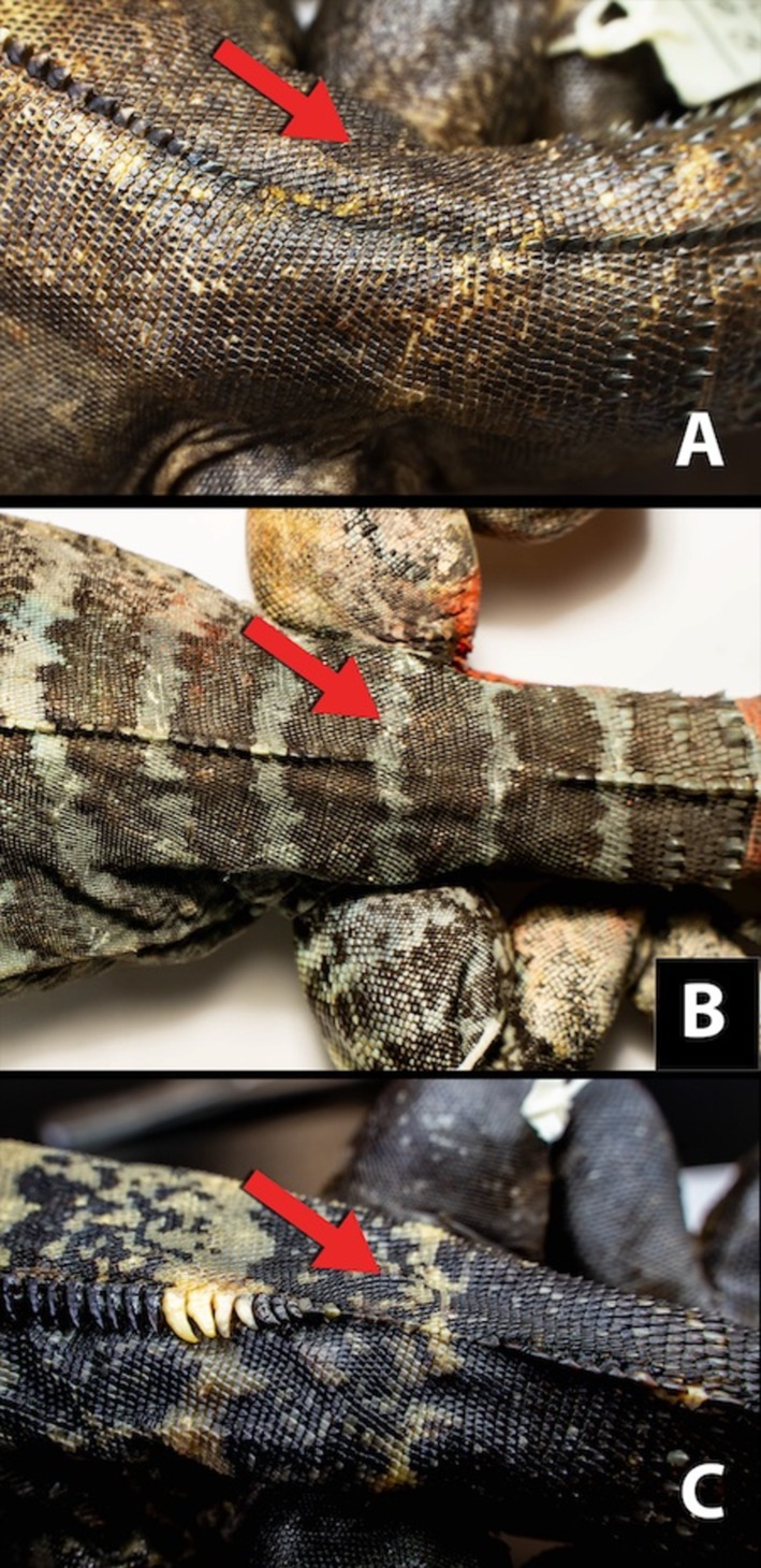 FIGURE 3