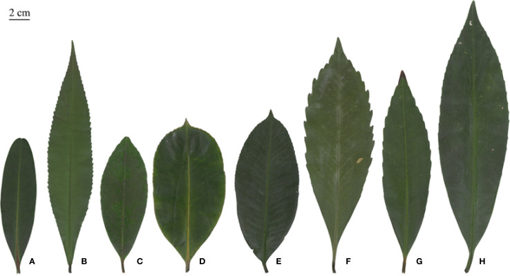 Figure 7