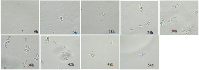 Figure 5