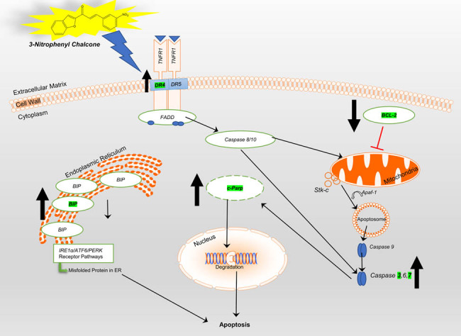 Figure 13
