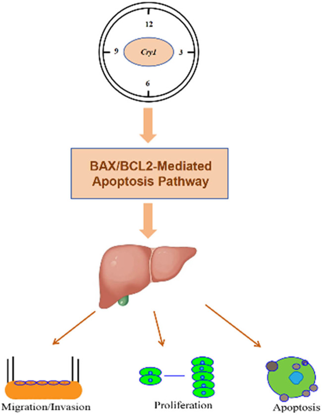 Figure 9