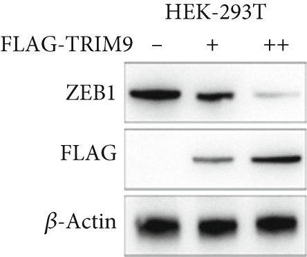 Figure 23