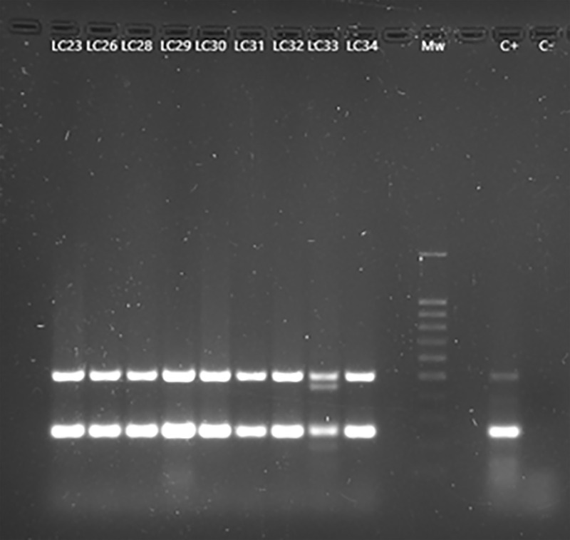 Figure 4