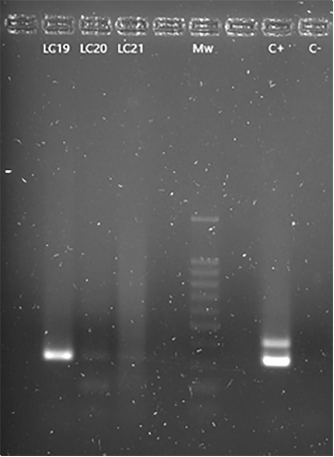 Figure 5