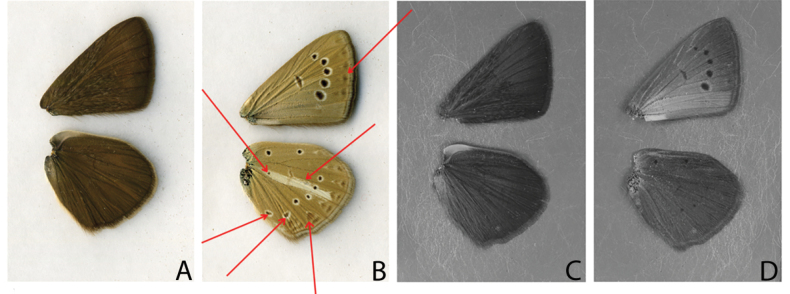 Figure 4