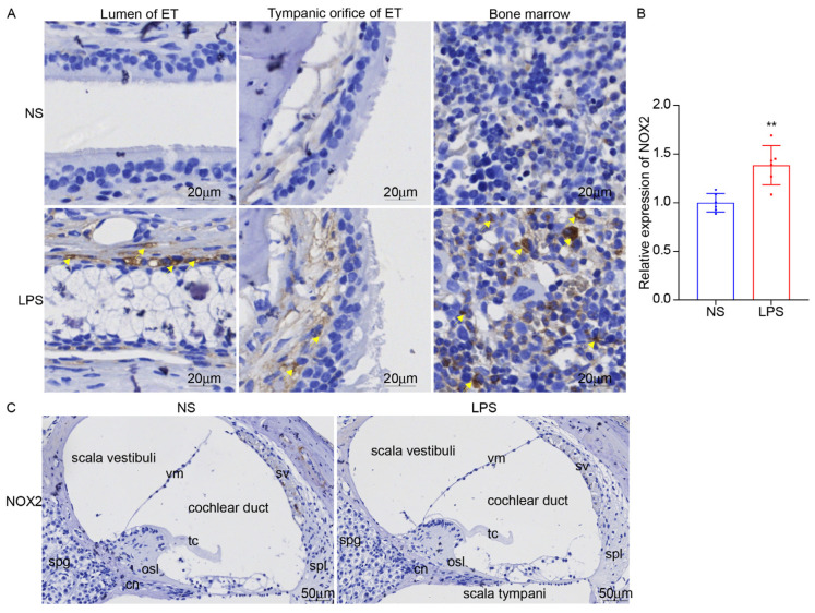 Figure 12