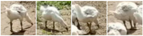 Figure 20