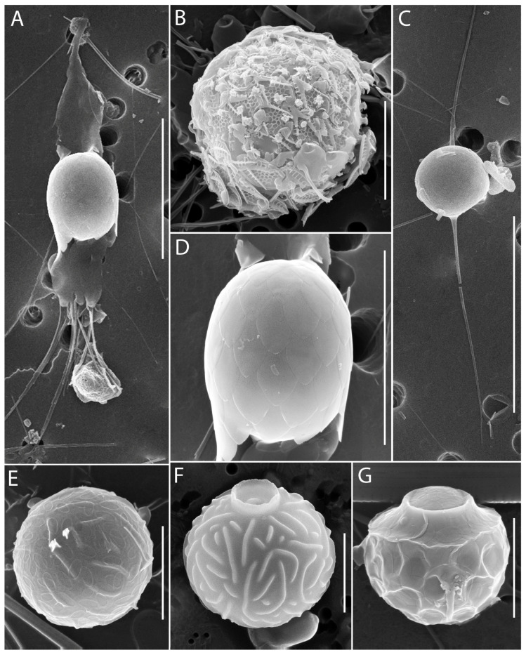 Figure 11