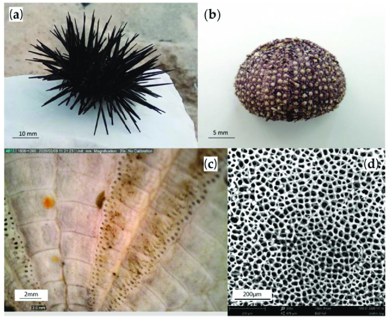 Figure 17