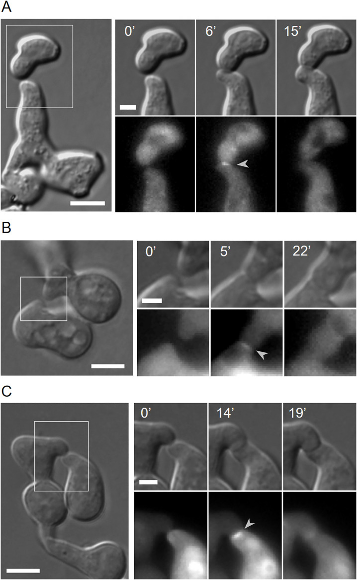 Fig 7