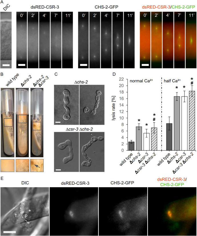 Fig 10